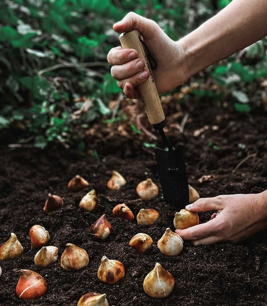 How to: Grow Onions - by Benson - Swedish Design