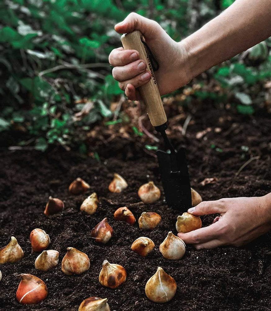 Levemolo Giardinaggio in Acciaio Inossidabile Strumento Da Piantare Piccolo Portatile Utensile Manuale Da Giardinaggio Robusto Per Ortaggi E Prati Familiari Levemolo Giardinaggio in Acciaio Inossidabile Strumento Da Piantare Piccolo Portatile Utensile Manuale Da Giardinaggio Robusto Per Ortaggi E Prati Familiari