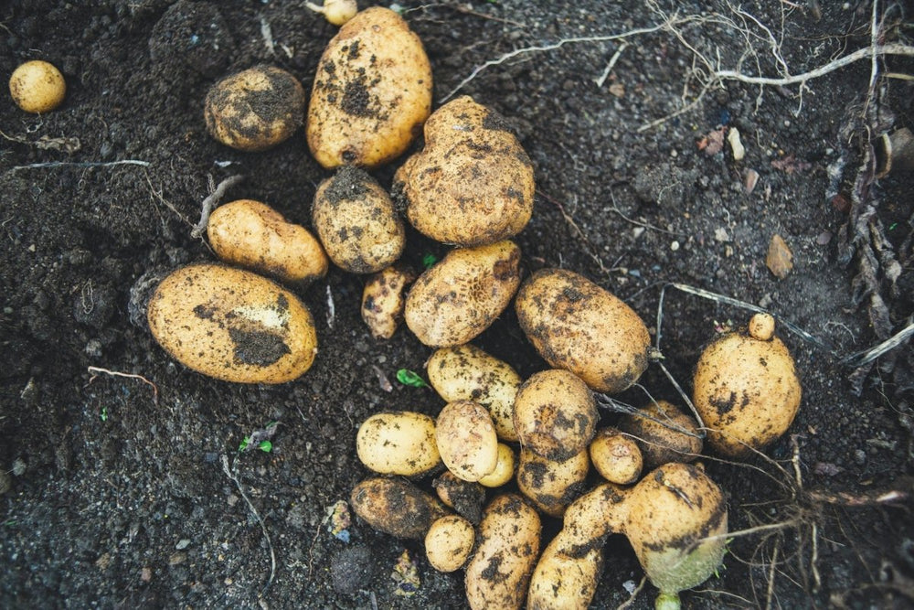 How do I grow potatoes at home? - by Benson - Swedish Design