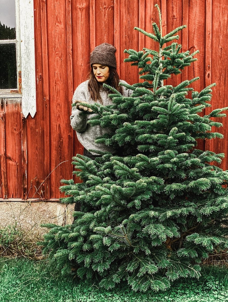 Tree Pick How to: Pick the perfect Christmas Tree