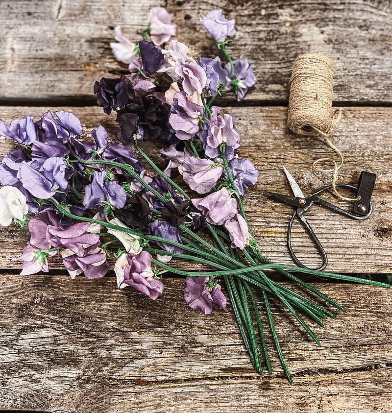 How to: Plant and Care for Fragrant Sweet Peas - by Benson - Swedish Design