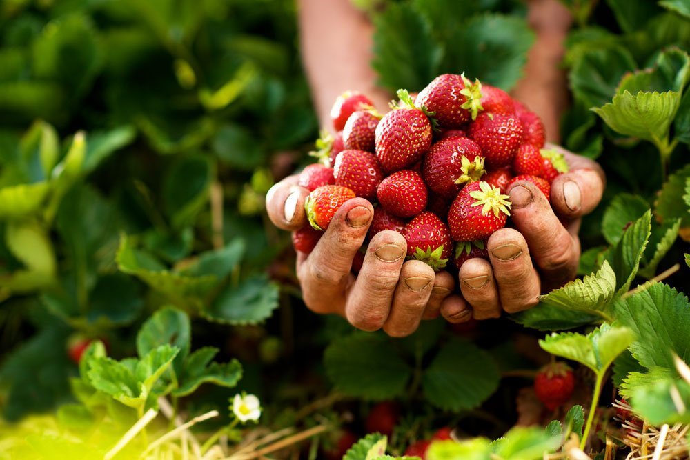 Jordgubbsboken - by Benson - Swedish Design
